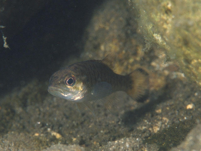 Micropterus dolomieu